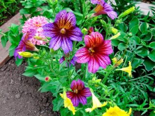 Salpiglossis: การปลูกและดูแลในทุ่งโล่งภาพถ่าย