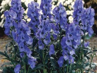 Aconite Arends (Aconitum carmichaelii Arendsii): ภาพถ่ายและคำอธิบาย