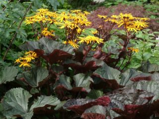 Ligularia dantyta juoda violetinė: auginimas lauke