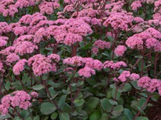 Sedum (sedum) Matrona: foto og beskrivelse, højde, dyrkning