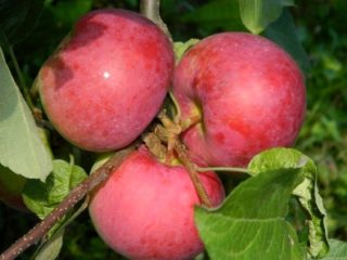 Epletre Airlie Geneva: beskrivelse, foto, planting og stell, anmeldelser