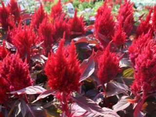 Celosia paniculata (pinnate): nuotrauka, sodinimas ir priežiūra atvirame lauke
