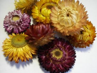 ดอกไม้ Immortelle: การปลูกต้นกล้าการปลูกและการดูแล