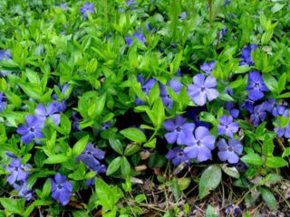 Periwinkle Blue and Gold (sininen ja kulta): valokuva, kasvaa siemenistä, istutus ja hoito
