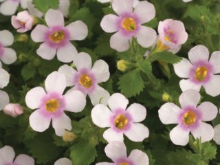 Bacopa ampelous: gėlių nuotrauka, auganti iš sėklų, sodinimas ir priežiūra, apžvalgos