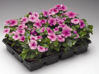 Istuttamalla catharanthus-siemeniä taimia varten kotona