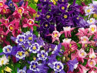 Aquilegia (afvandingsområde): foto af blomster i blomsterbedet og i haven