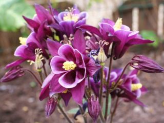Aquilegia: plantning og pleje i det åbne felt