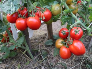 Tomātu Torquay F1: atsauksmes, krūma fotogrāfijas, stādīšana un kopšana