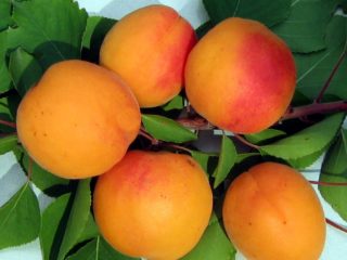 Abrikosų anksti paėmimas: aprašymas, nuotrauka