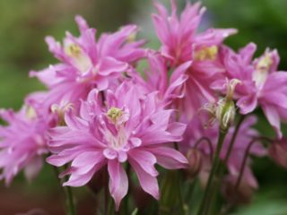 Terry aquilegia: istutus ja hoito