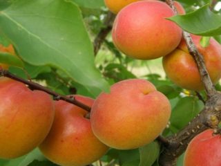 Abrikosų veislės Naujajame Džersyje: aprašymas, nuotrauka, sodinimas ir priežiūra