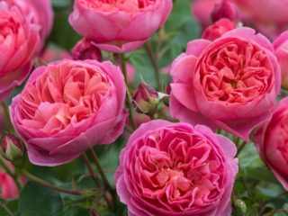 Austin English Park Rose Boscobel (Boscobel): kuvaus, valokuvia, arvosteluja