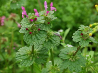 Lammelam (Lamium amplexicaule): beskrivelse, foto