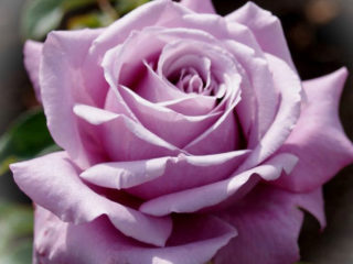 ชาไฮบริดเพิ่มขึ้น Blue Perfume (Blue Perfume): คำอธิบายความหลากหลายรูปถ่าย