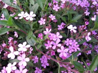 Saponaria (sabun wort) debu Bulan berdaun selasih: penanaman dan perawatan, foto