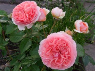 Park-hybridiruusu Chippendale (Chippendale): kuvaus, valokuva, arvostelut