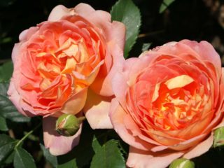 Bahasa Inggeris mawar Lady of Shalott (Lady of Shalotte): foto dan keterangan mengenai pelbagai