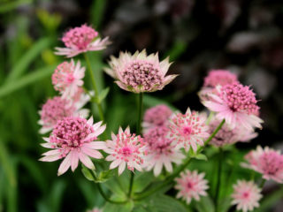 Astrantia-kukat: valokuva, istutus ja hoito