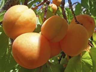 Aprikožu ananāsi Tsyurupinsky: apraksts, foto, stādīšana un kopšana