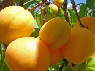 Aprikožu persiks: apraksts, fotoattēls, īpašības, selekcijas vēsture