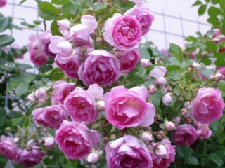 สวนปีนเขาเพิ่มขึ้น Cordes Jasmina (จัสมิน): คำอธิบายภาพในสวน