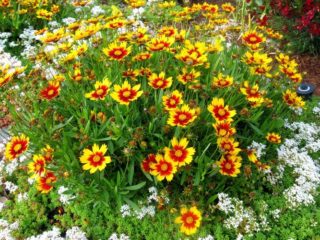 เมื่อใดควรปลูกเมล็ด Coreopsis สำหรับต้นกล้า: การดูแลรูปถ่าย