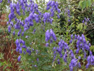 Curly aconite: รูปถ่ายและคำอธิบาย