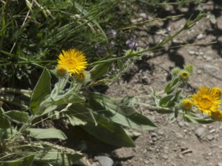 Elecampane-silmä (Kristuksen silmä): kuva ja kuvaus
