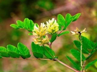 Astragalus manis-berdaun (malt-berdaun): foto, sifat berguna
