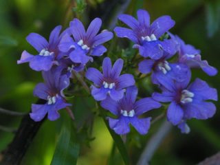 Nemesia: plantning og pleje, fotos af blomster i en blomsterbed og i landskabsdesign, anmeldelser