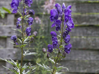 Northern aconite (wrestler): foto og beskrivelse, anvendelse