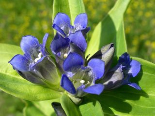 Ristilehti gentian (ristinmuotoinen): kuva ja kuvaus