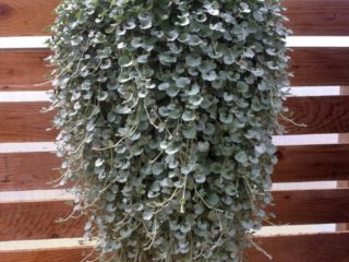 Dichondra Silver Falls: talon kasvattaminen, kuvaus, valokuvia, arvosteluja