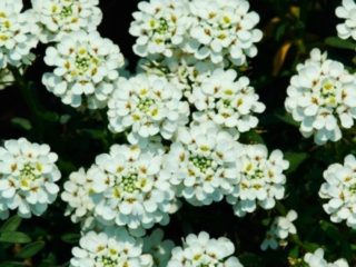 Iberis evergreen: foto dan keterangan, Snowfall, Fire Ice, Tahoe dan varieti lain