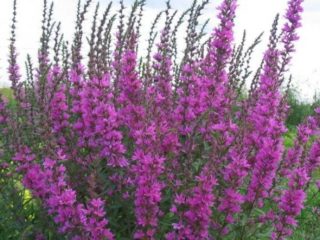Willow Loosestrife (ต้นหญ้า): รูปถ่ายและคำอธิบายพันธุ์การปลูกและการดูแล