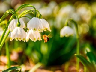 Vårvit blomma: foto och beskrivning