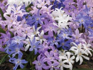 Chionodoxa: foto av blommor, beskrivning, reproduktion, plantering och vård