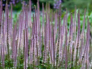 Veronicastrum: istutus ja hoito, valokuvia maisemasuunnittelussa