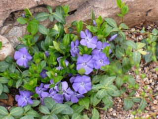 Monipuolinen periwinkle: istutus ja hoito, valokuvia maisemasuunnittelussa