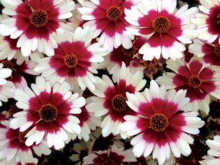 ดอกไม้ Coreopsis: การปลูกและดูแลในทุ่งโล่งภาพถ่ายการสืบพันธุ์