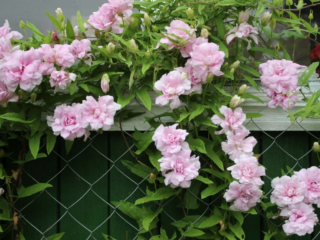 Fluffy calistegia: plantning og pleje, foto