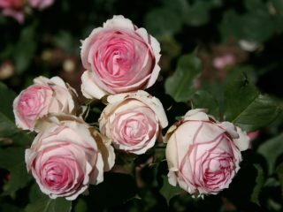 Engelsk hybrid te rose skrubbe First Lady (First Lady)
