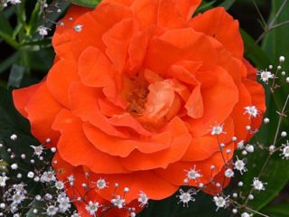 Floribunda rose varianter Super Trouper (Super Trooper): planting og stell