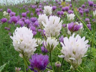 Astragalus sainfoin: keterangan, aplikasi