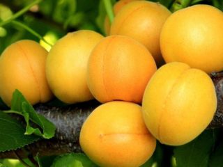 Aprikožu medus: apraksts, foto, īpašības, stādīšana un kopšana