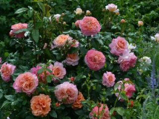 Rosa tea ibrida Augusta Luise: foto e descrizione, recensioni