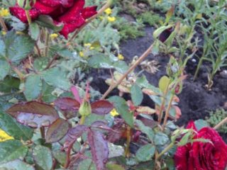 Tee-hybridiruusu Black Prince: lajikkeen kuvaus, istutus ja hoito