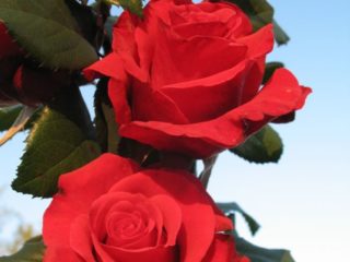 Hybride te-rose-varianter Red Berlin (Red Berlin): planting og stell