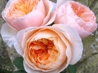Bush-pioni nousi David Austin Julietista (Juliet)